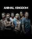 Nonton Animal Kingdom Season 1